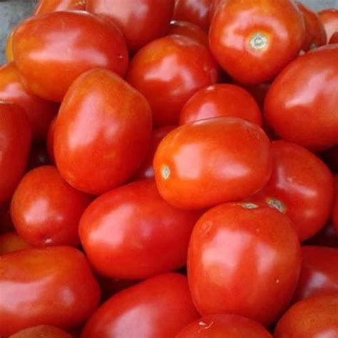 red tomato  rs kilogram tomato vegetable  vadodara id