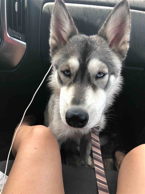 Why does my husky face is swollen?