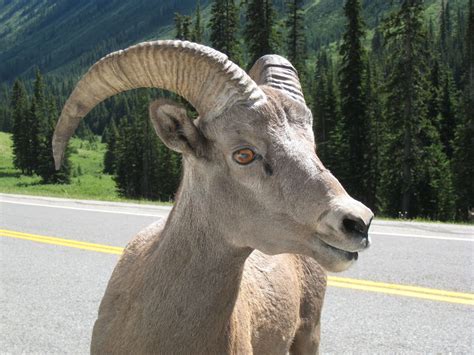 1867x1400 bighorn sheep desktop background - Coolwallpapers.me!