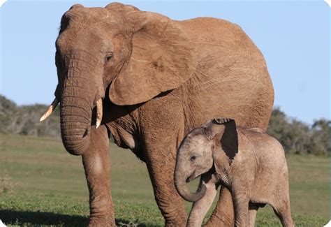 Elephant Pictures For Kids