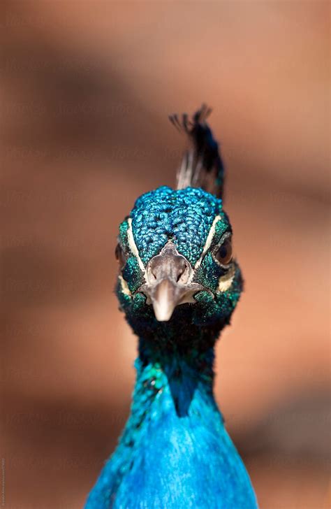 "Peacock Headshot Closeup" by Stocksy Contributor "Brandon Alms" - Stocksy