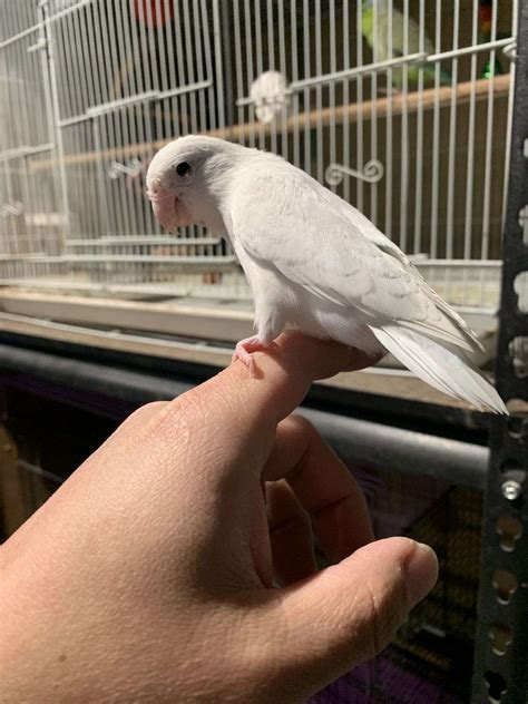 Turqoiuse female parrotlet