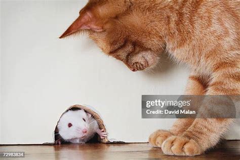 Cat Mouse Hole Photos and Premium High Res Pictures - Getty Images