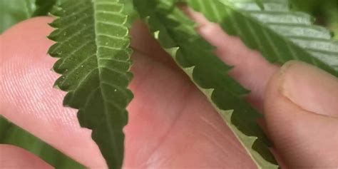 cannabis leaf curl   solutions