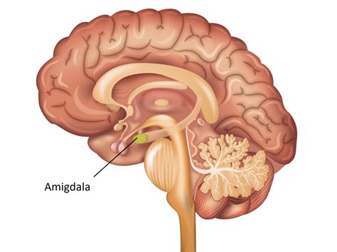 O Que Significa Amígdala - Amígdala Grande é Normal - NAZAEDU