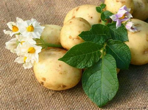 Сорта картофеля по алфавиту с описанием и фото