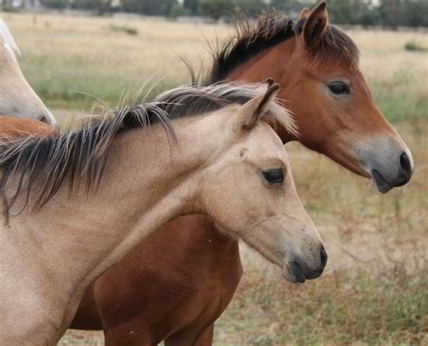 Australian Pony - gallop to discover
