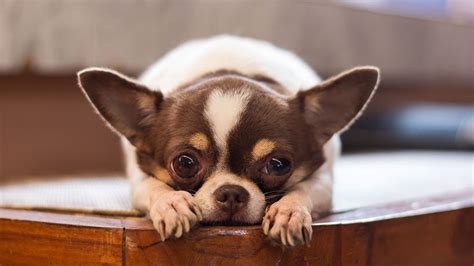 smallest dog   world    smallest dog breeds kittycatz