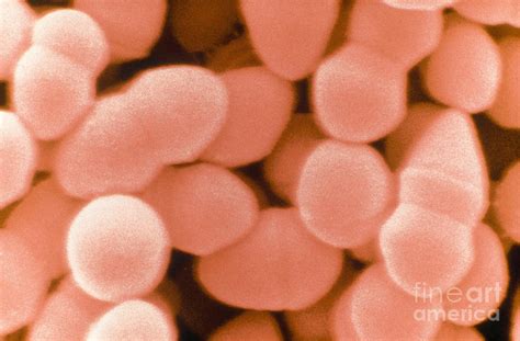 Enterococcus Faecium, Sem #6 Photograph by Scimat - Pixels