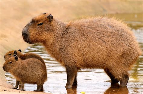 Quais São Os Animais Da Amazonia - 10
