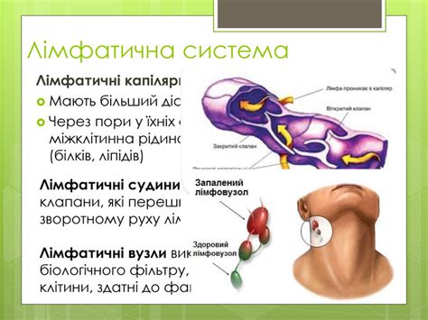 Презентація "Імунна система людини"