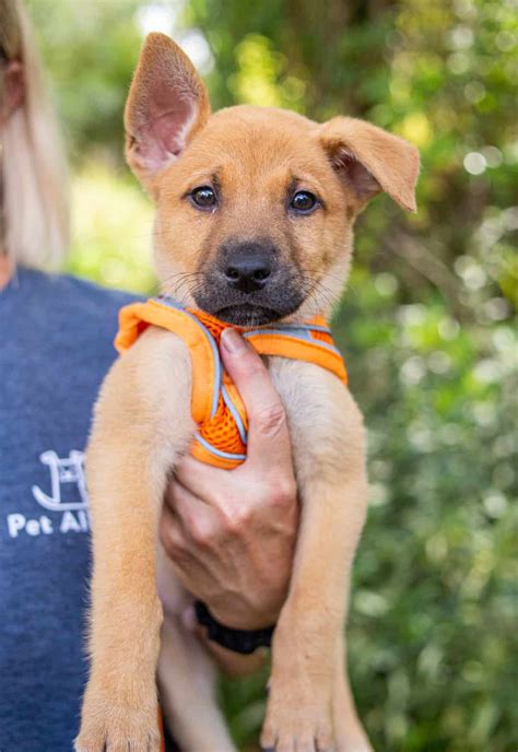 We've Broken Ground on our New Orlando Shelter! - Pet Alliance of