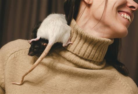 Rats Photos, Download The BEST Free Rats Stock Photos & HD Images