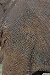 categoryloxodonta africana anatomy wikimedia commons