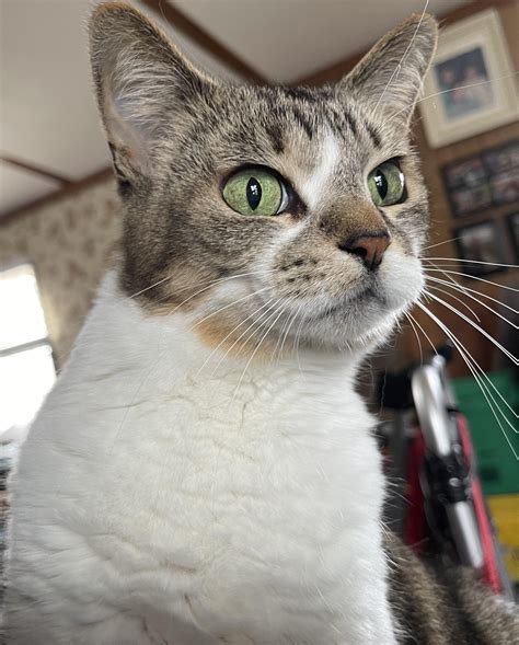 Kira kitty’s whiskers : PeanutWhiskers