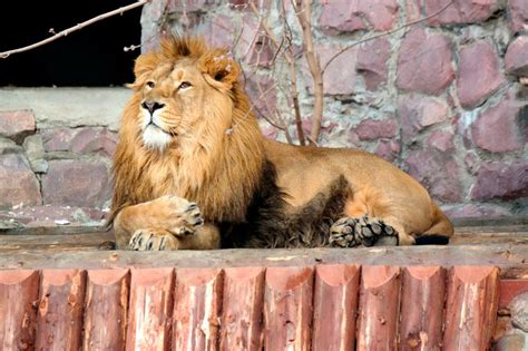 moskovskii zoopark istoriia opisanie foto