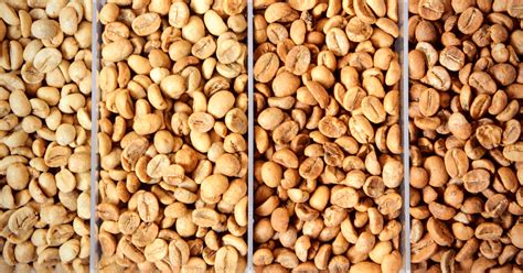 light roast coffee top  brands