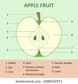 internal structure fruit apple tree longitudinal stock illustration