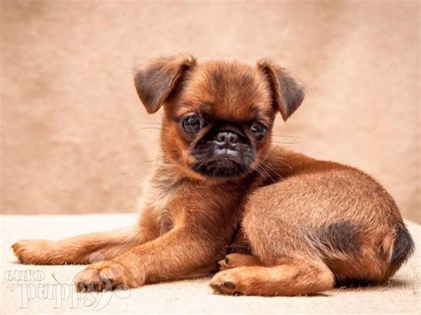 Brussels Griffon Puppies Behavior And Characteristics In Different ...