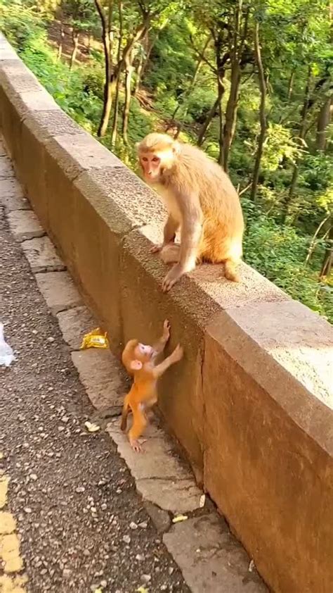 TikTok · Jam Monkey | Little monkeys, Animals, Instagram