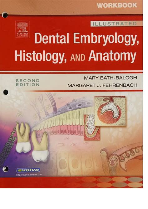 Dental Anatomy Histology And Embryology 9