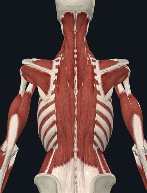 muscle labeling deep  diagram quizlet
