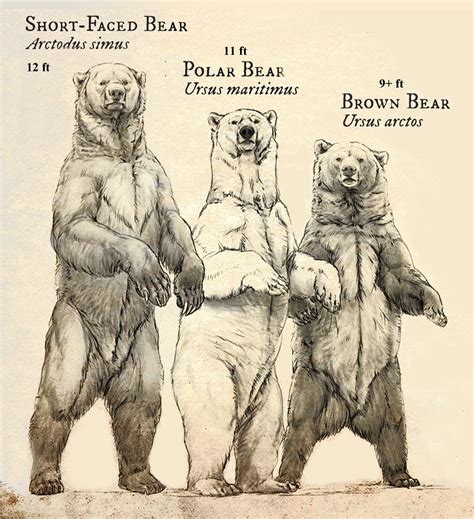 Relative sizes of the extinct short-faced bear, polar bear, and brown