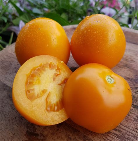 Золотая сливка Рофвуд (Roughwood Golden Plum)