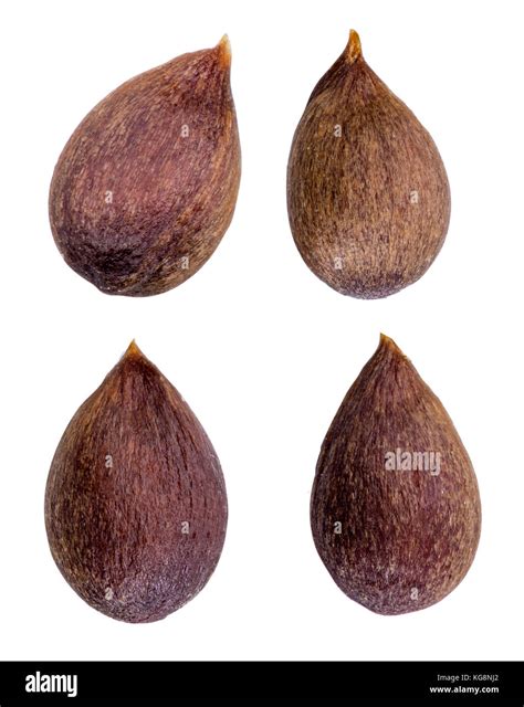 apple seed isolated  white background  clipping path stock photo