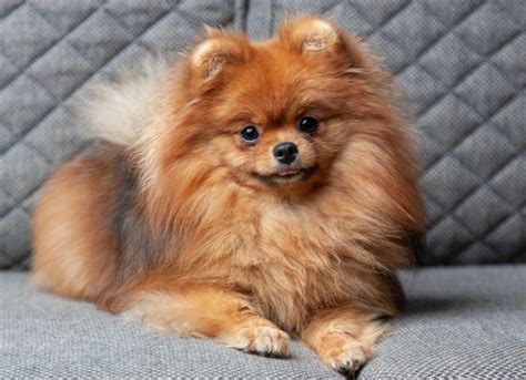 Pomeranian Dog Breed Health and Care | PetMD