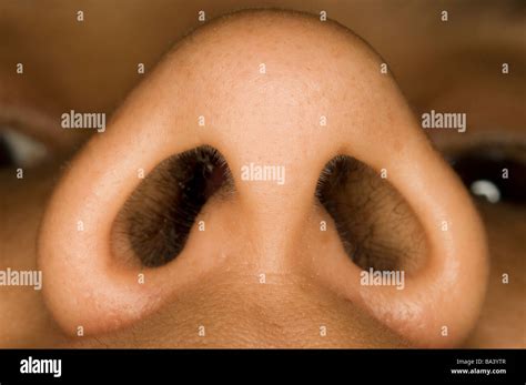 Nostrils Stock Photo - Alamy