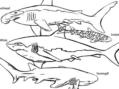 Water Animals Coloring Pages at GetColorings.com | Free printable ...