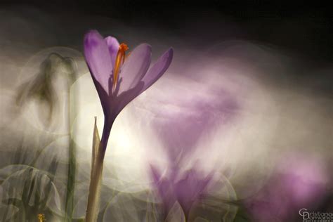 Gallery Flora - Cristiana Damiano