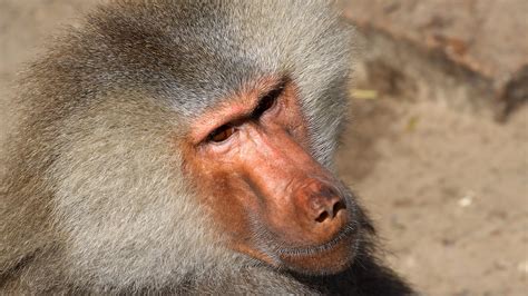 Hamadryas Baboon | San Diego Zoo Animals & Plants