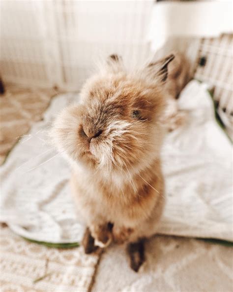 The Bunmom Life