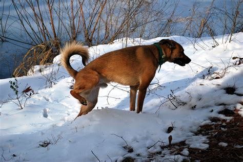Barking Out Loud: My Snow Frolic