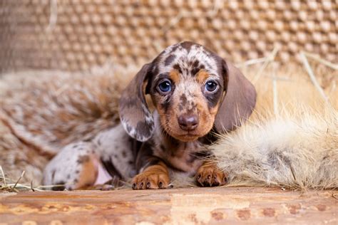 What Dog Class Is A Dachshund at Jamie Gibb blog