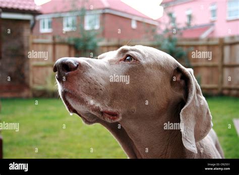 Old weimaraner dog in an english garden Stock Photo - Alamy