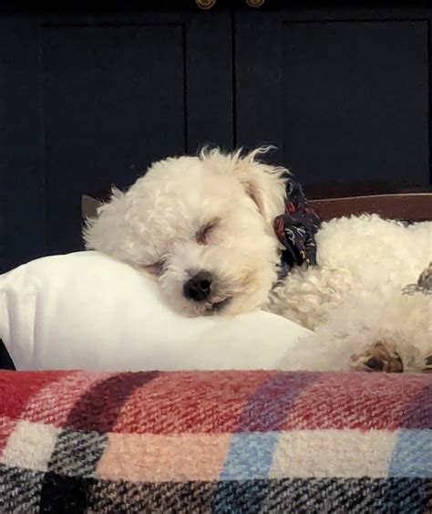 Randy Dumesnil – Arizona Poodle Rescue