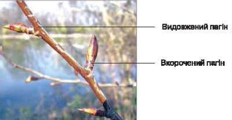 Пагін, частини пагона (стебло, листки, бруньки), будова, функції ...