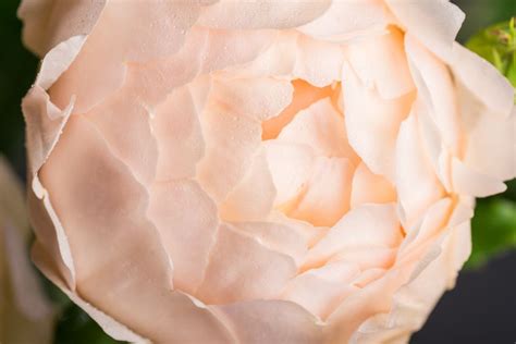 Rose Wollerton Old Hall - Rosa Wollerton Old Hall günstig kaufen