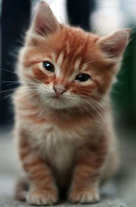 Download Kitty Pictures | Wallpapers.com