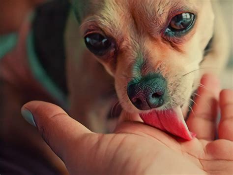dog lick  husband  pearline beard blog