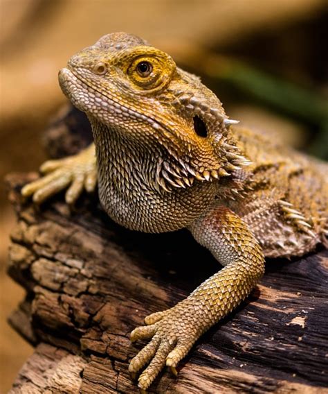 Bearded Dragon Behaviour - HubPages
