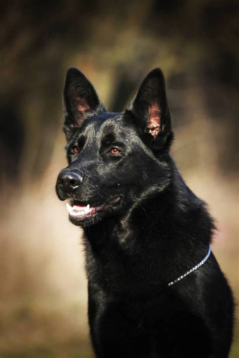 7 Things You Didn’t Know About The Black German Shepherd - Animalso