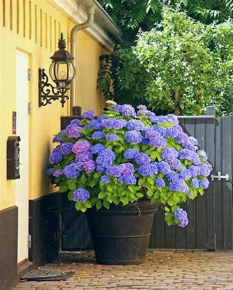 Пышная гортензия в горшке на улице перед входом в дом 🏡 | Giardino di ...