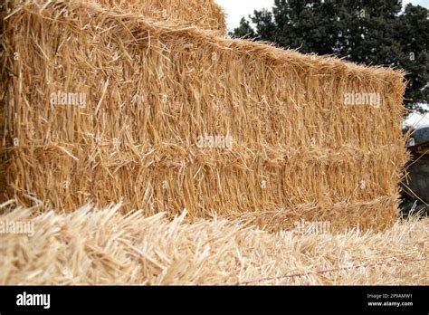 straw agriculture  res stock photography  images alamy