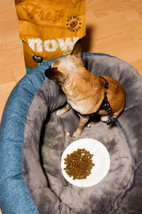 Small Dogs Need Small Breed Dog Food - Powered By Mom