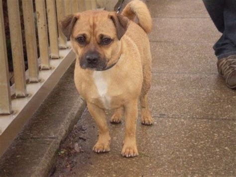 Jug Dog ( Jack Russell Terrier Pug Mix) Info, Temperament, Pet Care ...