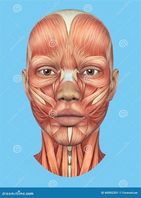 Vorderansicht Der Anatomie Von Bedeutenden Gesichtsmuskeln Einer Frau ...